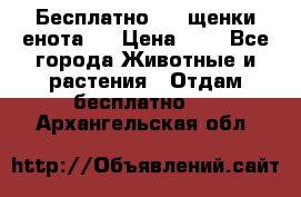 Бесплатно !!! щенки енота!! › Цена ­ 1 - Все города Животные и растения » Отдам бесплатно   . Архангельская обл.